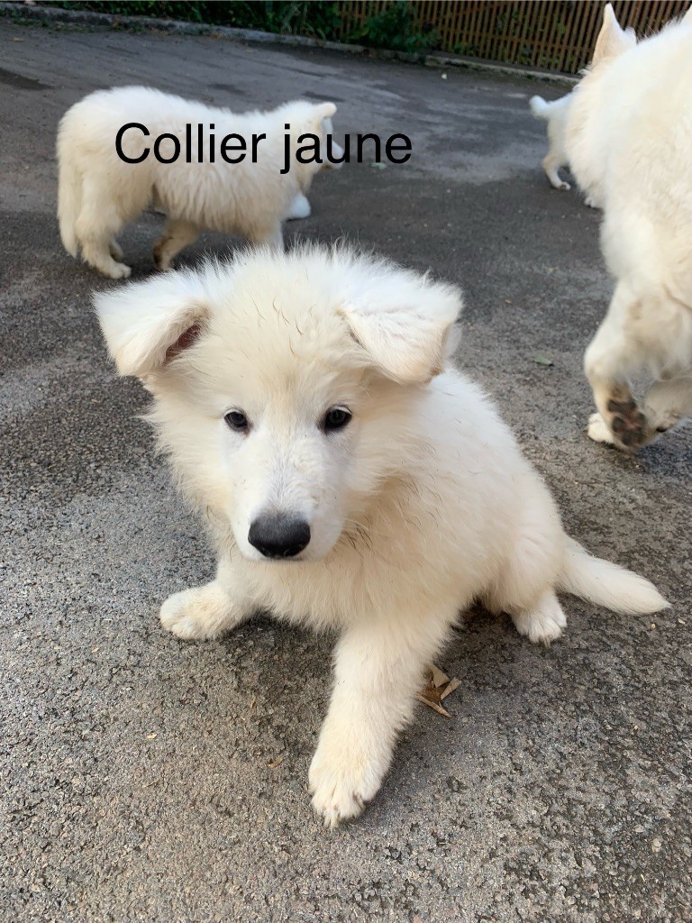 Karine Charriere - Chiot disponible  - Berger Blanc Suisse