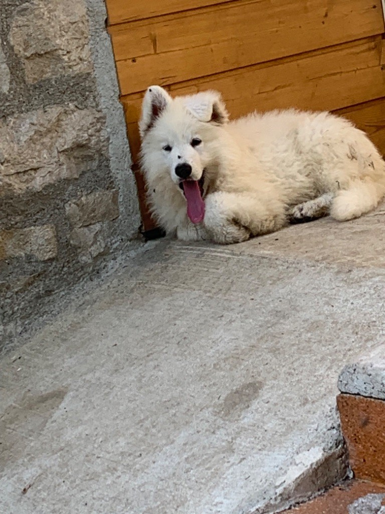 Karine Charriere - Chiot disponible  - Berger Blanc Suisse