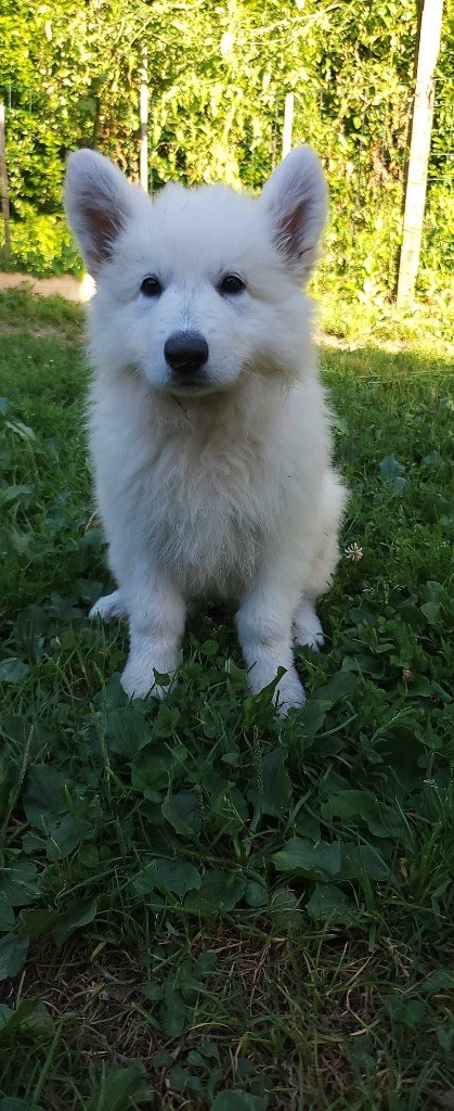 Karine Charriere - Chiot disponible  - Berger Blanc Suisse