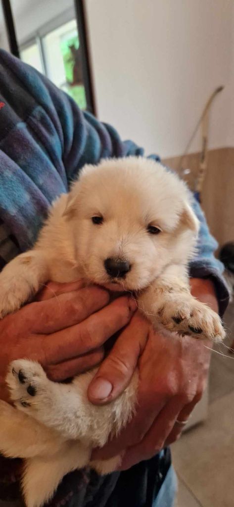 Karine Charriere - Chiot disponible  - Berger Blanc Suisse