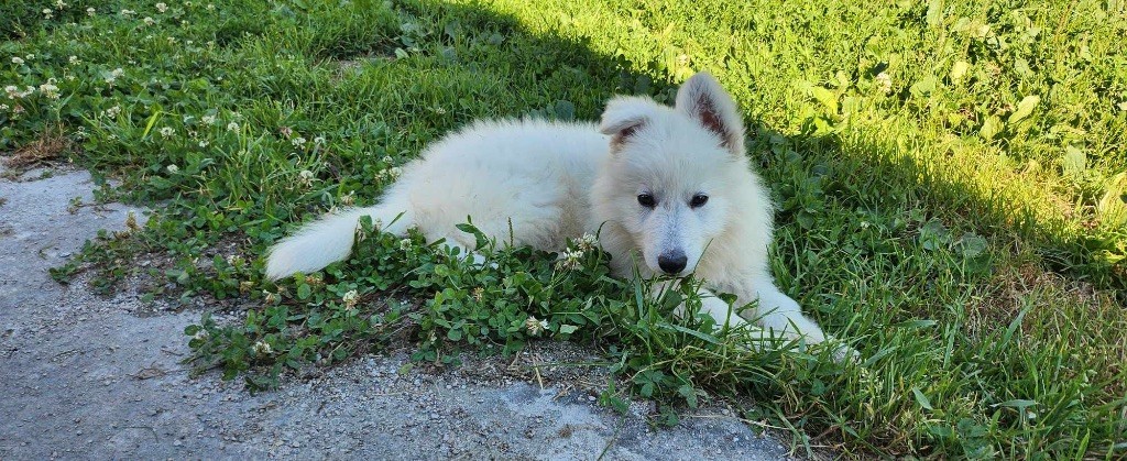 Karine Charriere - Chiot disponible  - Berger Blanc Suisse