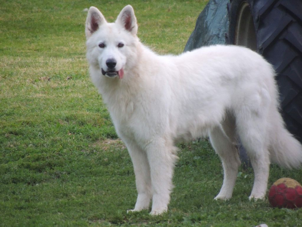 Navajos de l'esprit Blanc des Montagnes