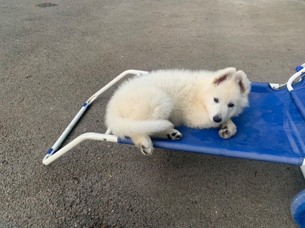 Karine Charriere - Chiots disponibles - Berger Blanc Suisse