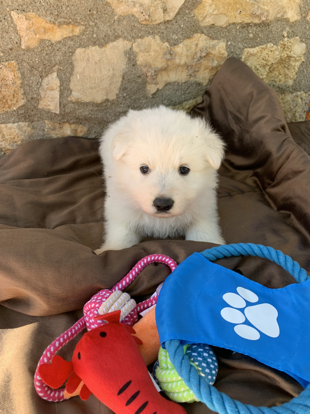 Karine Charriere - Chiots disponibles - Berger Blanc Suisse