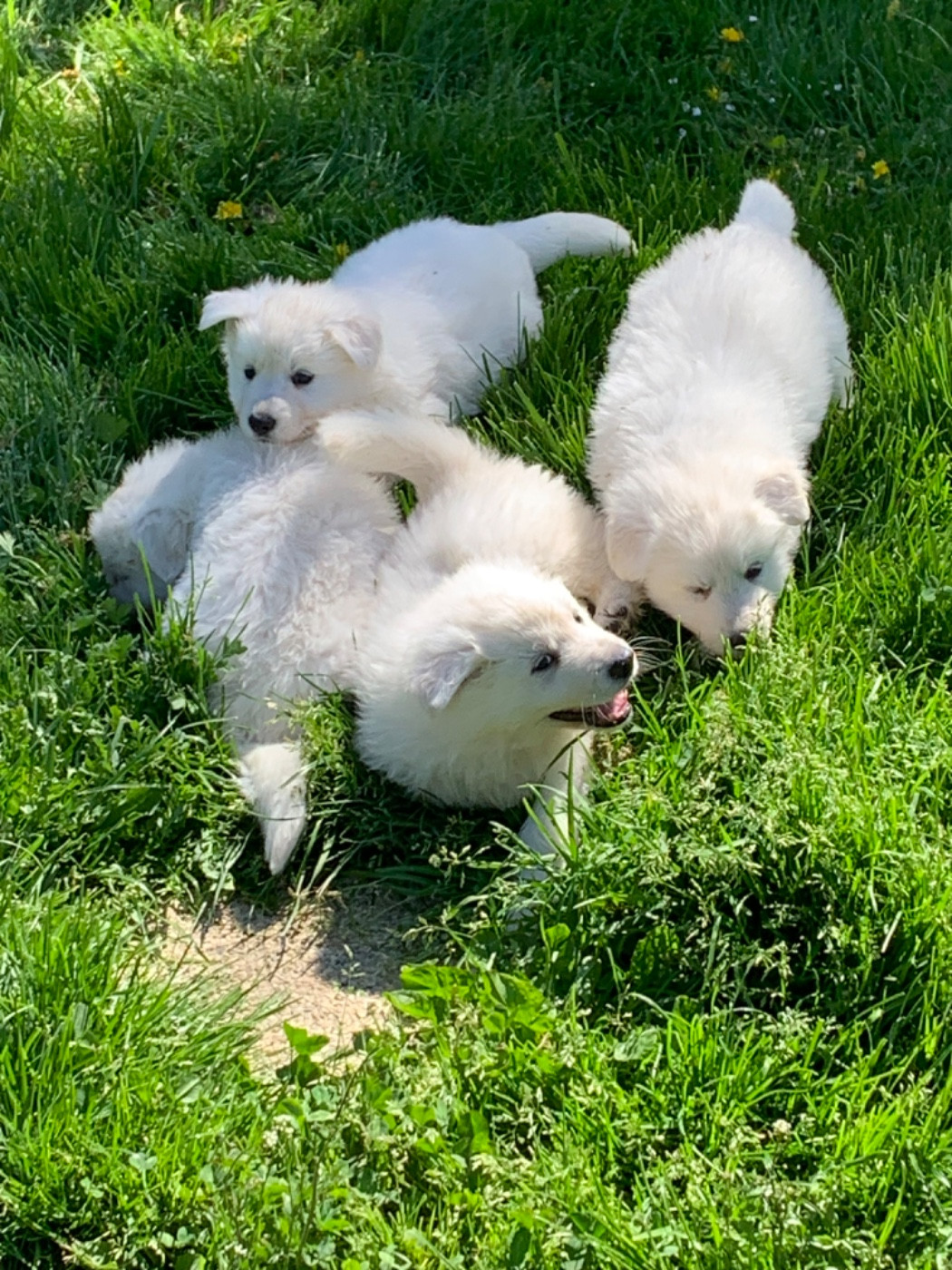 Chiot Berger Blanc Suisse Karine Charriere