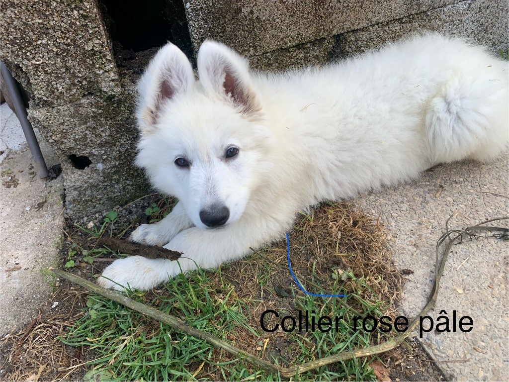 Karine Charriere - Chiots disponibles - Berger Blanc Suisse